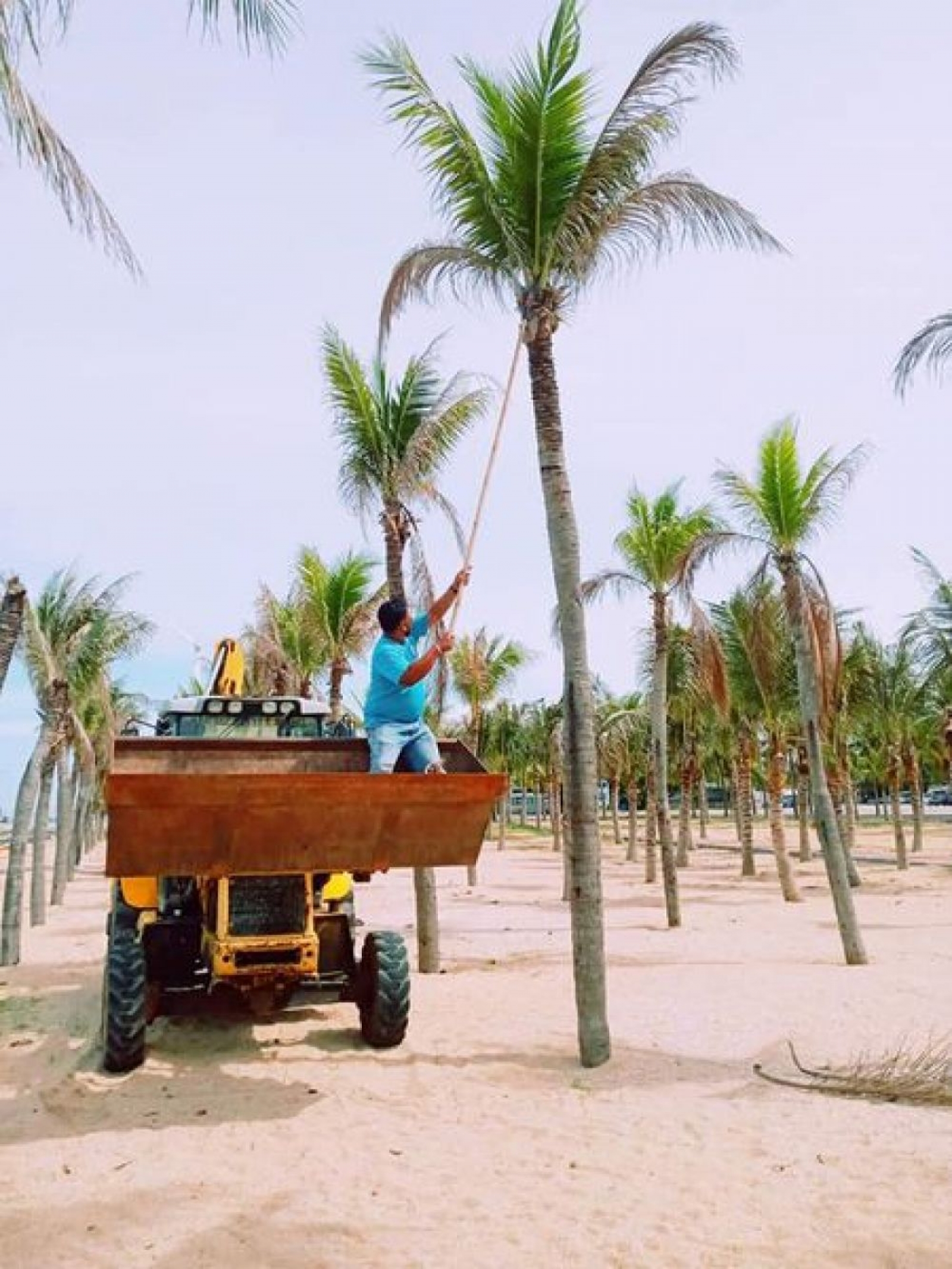 กองช่างดำเนินการตัดกิ่งแห้งและถอนต้นมะพร้าวที่ตายออก ชายหาดบ้านอำเภอ ตัดหญ้าซอยนาจอมเทียน 4,6 ตัดหญ้าถอนหญ้าชายหาดบ้านอำเภอ
