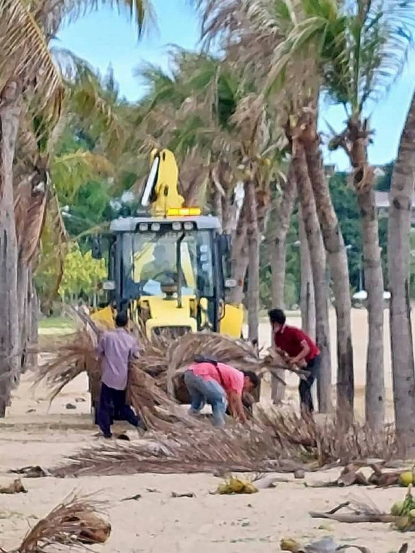 ดำเนินการตัดแต่งกิ่งมะพร้าวที่แห้งบริเวณชายหาดบ้านอำเภอ ตัดหญ้าริมถนนบริเวณซอย 56 และซอย 56/1,2