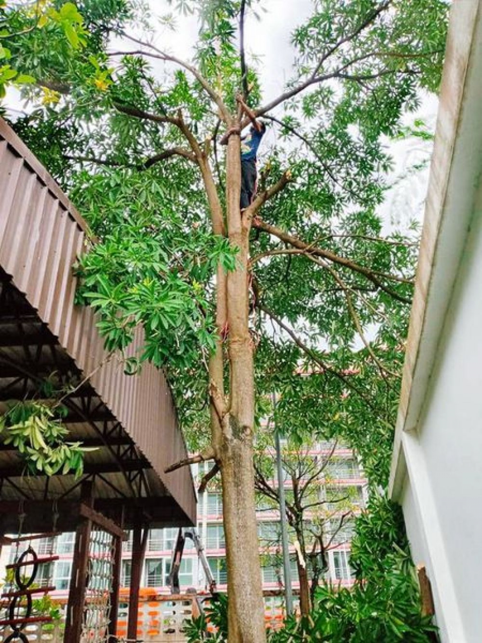 เจ้าหน้าที่กองช่างดำเนินการตัดต้นไม้ศูนย์พัฒนาเด็กเล็ก เปลี่ยนประตูห้องน้ำสวนสาธารณะ 1 ซ่อมไฟรั้วเทศบาล ดูแลสวนสาธารณะ 2 ตัดหญ้าซอยนาจอมเทียน 38,42